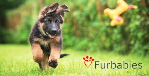 Furbabies Puppy Training